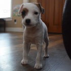 zdrav tata jack russell na prodej.