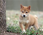 KC zaregistrovala tata Shiba inu