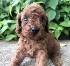 Zdrav� a kr�sn� �t��ata trpasli��ch pudl� a pudl� na prodej.