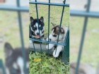  Sibi�sk� husky chlapci a d�vky
