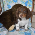 P�kn� jezev��k