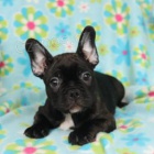 Jemn� francouzsk� buldo�ek