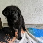 N�dhern� labradorsk� retr�vr