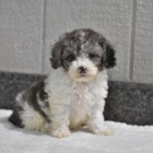 Jemn� miniaturn� pudl�ky