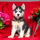 P�kn� sibi�sk� husky