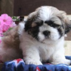 Roztomil� shih tzu