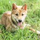 Miluj�c� Shiba Inu