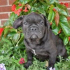 Ostr� francouzsk� buldok