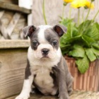 Sladk� bostonsk� teri�r