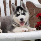 Mil� sibi�sk� husky