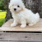 Sladk� malt�tina