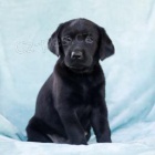 Roztomil� labradorsk� retr�vr