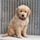 loaj�ln� sladk� zlat� retr�vr