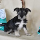 Atraktivn� miniaturn� kn�ra�