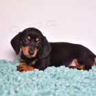 Jemn� jezev��k