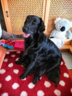 �t���tka Flat coated retriever� s PP