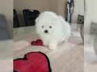 �t��ata rasy Pomeranian (Pom�k)