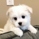 Nyn� m�m na prodej kr�sn� a sladk� mal� kr�sn� maltsk� �t���tka.