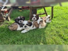 �istokrevn� �t��ata Shih Tzu