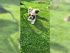 �istokrevn� �t��ata Shih Tzu