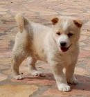 p��telsk� kanadsk� doga � �t��ata k adopci