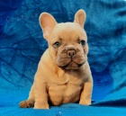 Francouz�t� buldoci