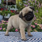 Mops �t��ata jsou p�ipravena k adopci a nov�m rodin�m.