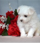 Maltsk� �t��ata jsou p�ipravena na adopci a nov� rodiny.