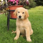 Rozko�n� �t��ata zlat�ho retr�vra jsou p�ipravena k adopci.