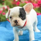 Francouzsk� buldo�ky jsou k dispozici k adopci