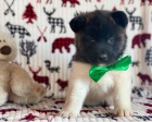 Akita pupiees jsou p�ipraveny k adopci
