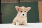 Welsh Corgi Pembroke �t��ata 
