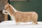 Welsh Corgi Pembroke �t��ata 