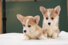 Welsh Corgi Pembroke �t��ata 