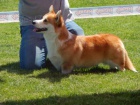 Welsh Corgi Pembroke �t��ata 