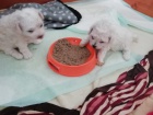 Bichon Fris� ; Bisonek ,pro skute�n� domovy.