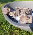 Lilac a Tan francouzsk� buldok �t��ata