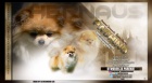 Pomeranian Spitz �t��ata