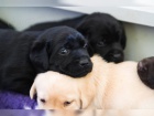 Labradorsk� retriever s PP