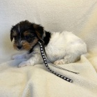 na prodej o�kovan� a od�erven� �t��ata biewer yorkshire teri�r.