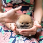mini ��lek pomeranian