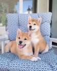 Rozko�n� �t��ata shiba inu na prodej