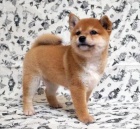 O�KOVAN� A DEWORMOVAN� �t��ata SHIBA INU na prodej