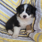 Rozko�n� �t��ata australsk�ho ov��ka na prodej