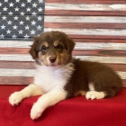 Rozko�n� o�kovan� a od�erven� �t��ata australsk�ho ov��ka na prodej