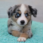 Australsk� ov��k �t��ata na prodej.