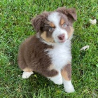 KR�SN� PES A �ENA australsk�ho ov��ka na prodej