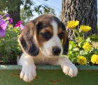 �t���tka TRICOLOR beagle jsou k dispozici a jsou nyn� p�ipravena k prodeji.