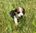 Prodej �t��at TRICOLOR b�gl� MINI.