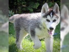 �t���tka Husky s pap�ry VDH / DCNH / FCI